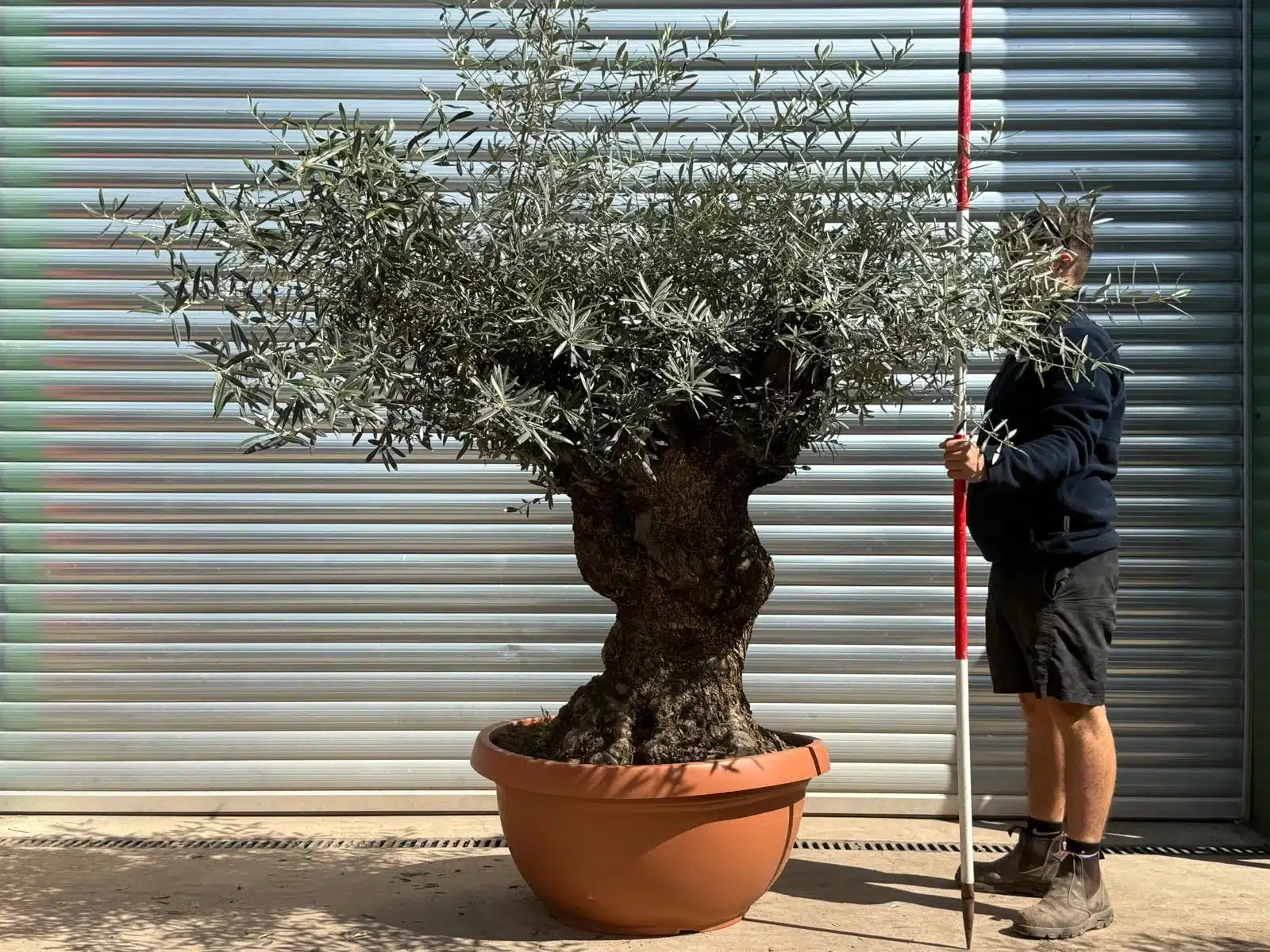 Olive Trees | Gnarly Olive Trees | 22709 1 Olive Trees | Gnarly Olive Trees | 22709