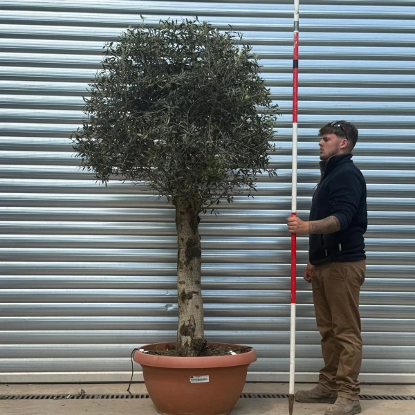 Homepage 2 Olive Trees | Clipped Olive Trees | 22730