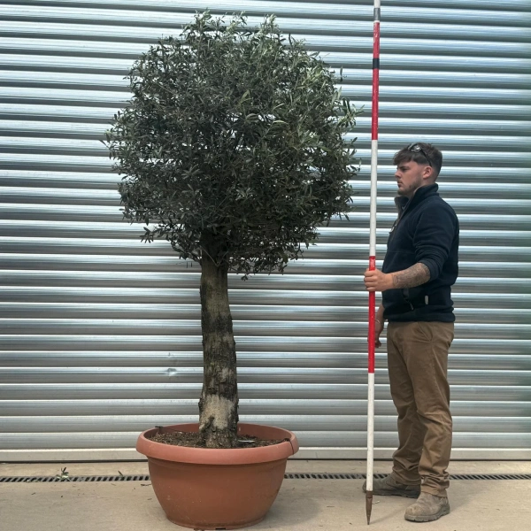 Homepage 3 Olive Trees | Clipped Olive Trees | 22731