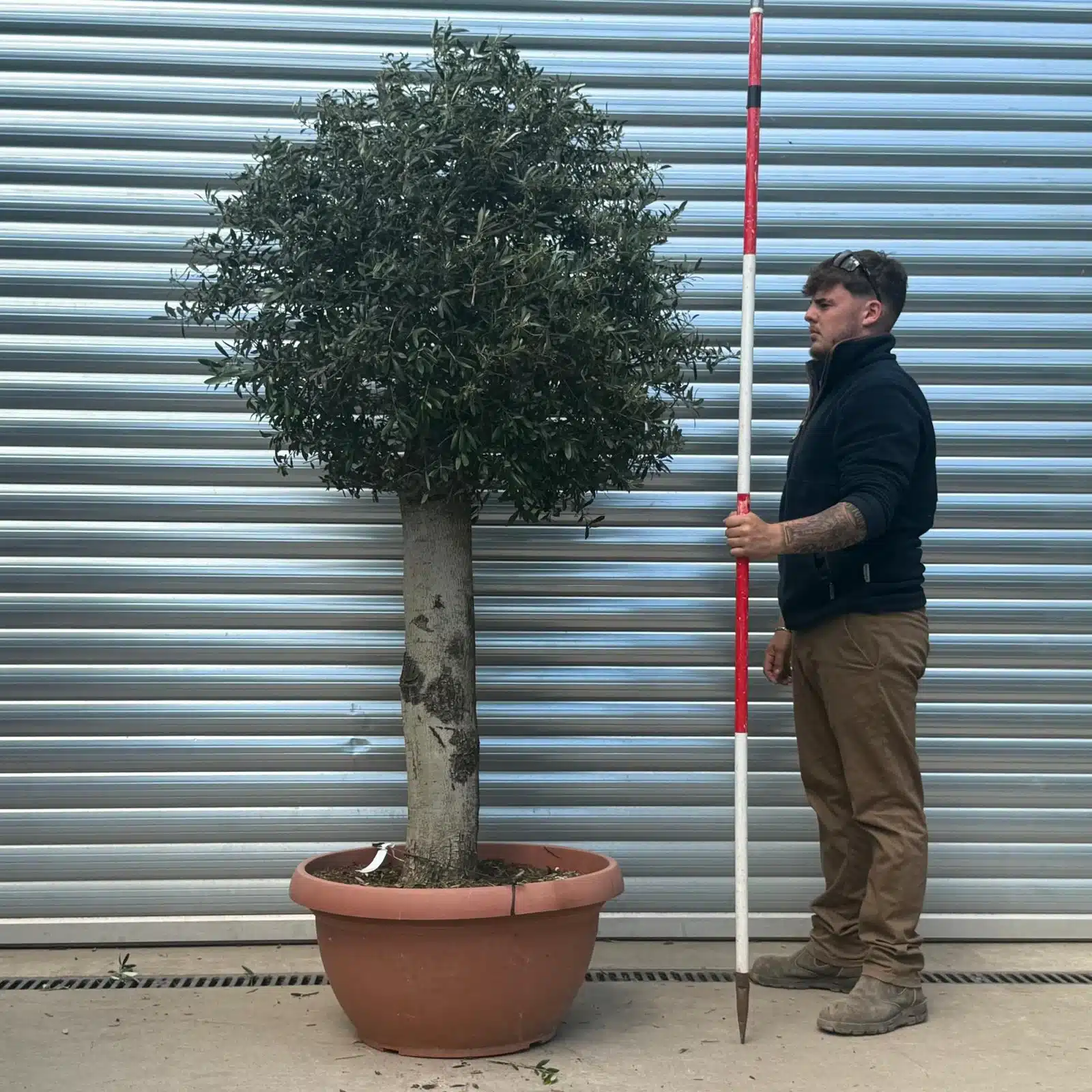 Olive Trees | Clipped Olive Trees | 22732 1 Olive Trees | Clipped Olive Trees | 22732