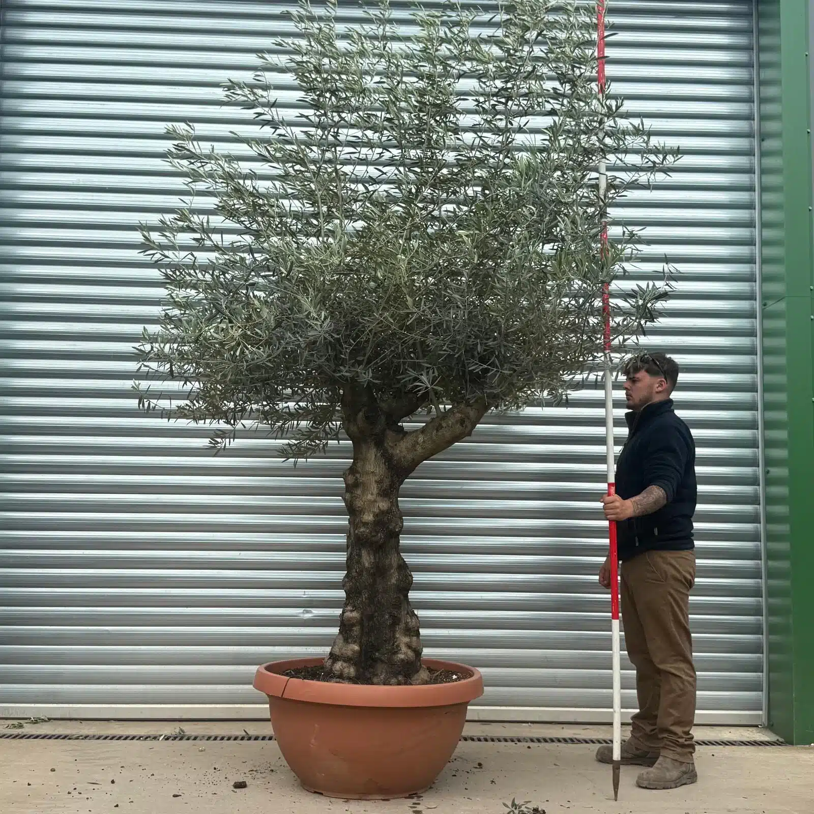 Olive Trees | Branched Olive Trees | 22733 1 Olive Trees | Branched Olive Trees | 22733