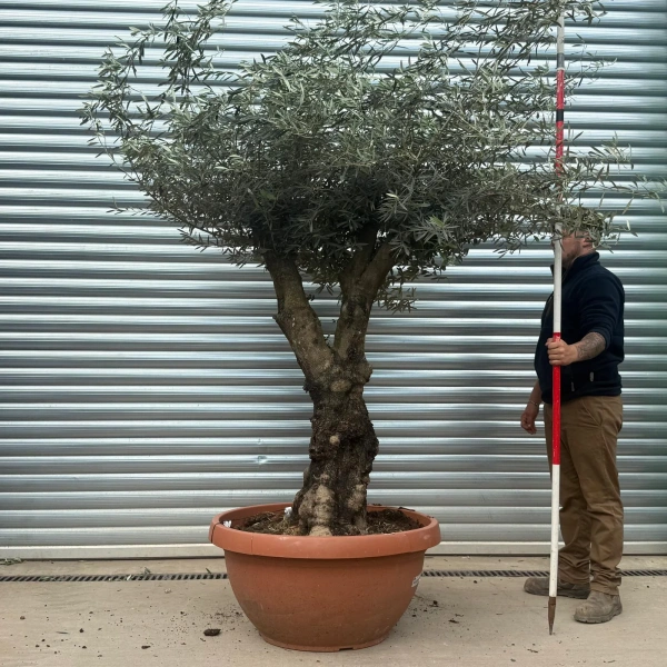Homepage 6 Olive Trees | Branched Olive Trees | 22734