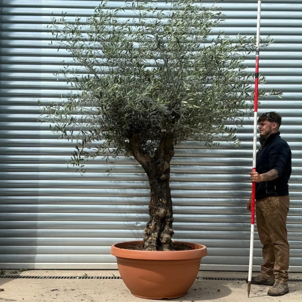 Homepage 2 Olive Trees | Gnarly Olive Trees | 22735