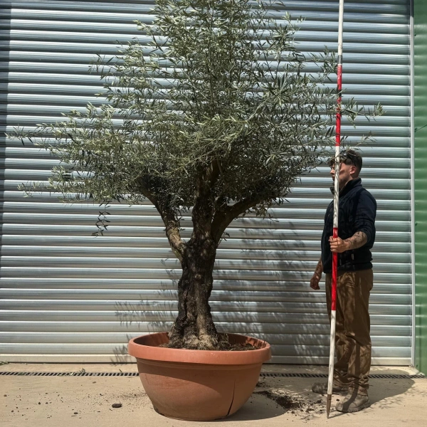 Homepage 2 Olive Trees | Branched Olive Trees | 22736