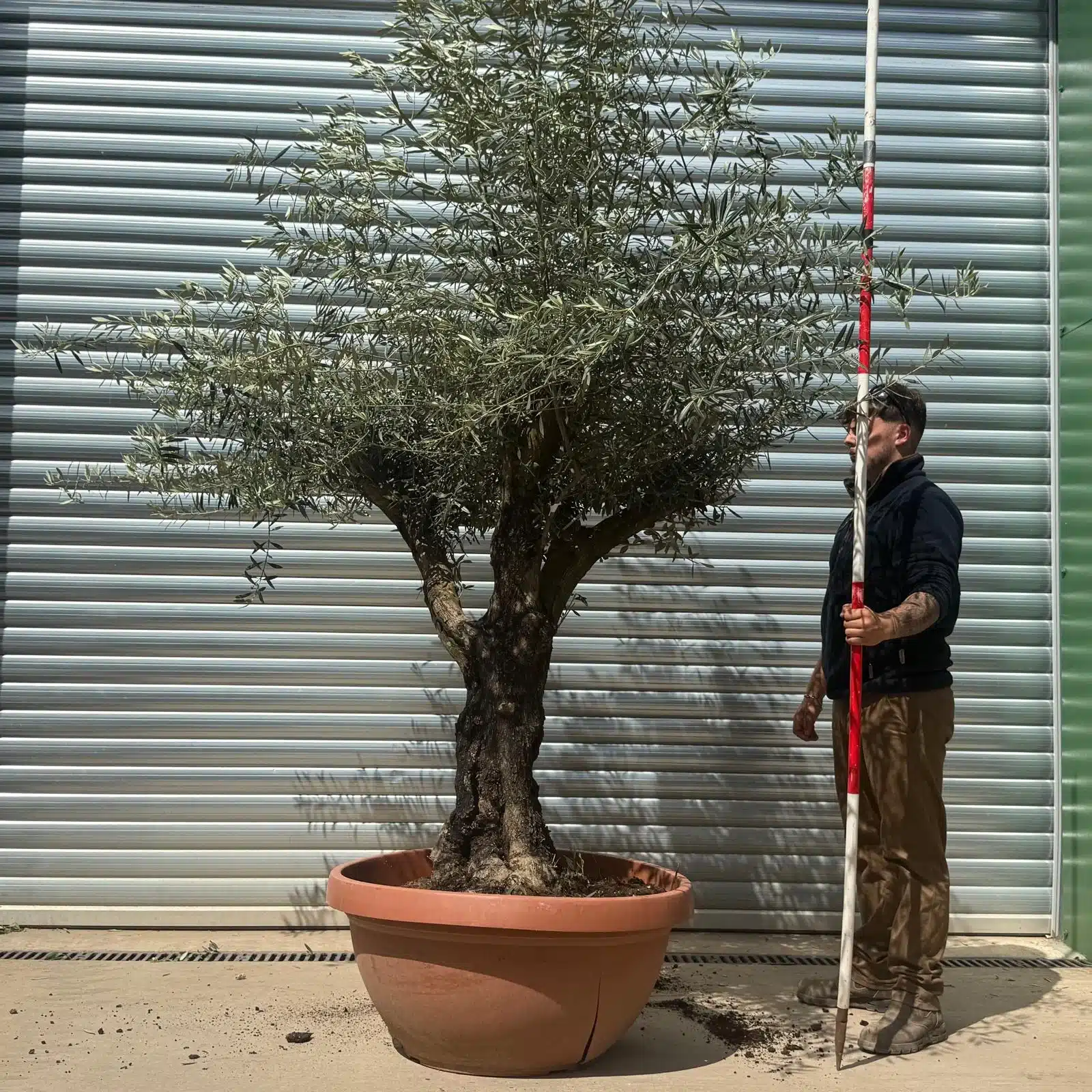 Olive Trees | Branched Olive Trees | 22736 1 Olive Trees | Branched Olive Trees | 22736