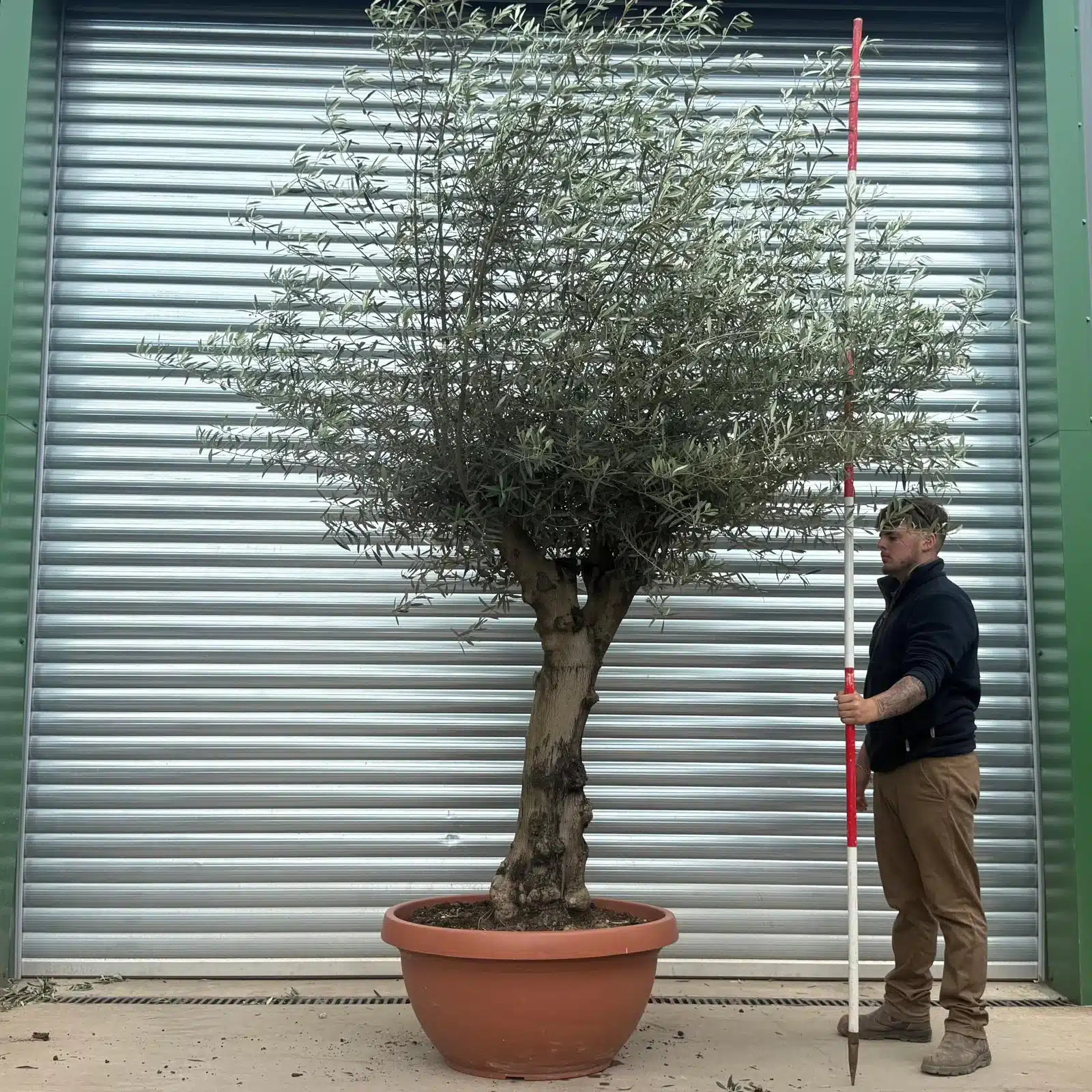 Olive Trees | Branched Olive Trees | 22738 1 Olive Trees | Branched Olive Trees | 22738