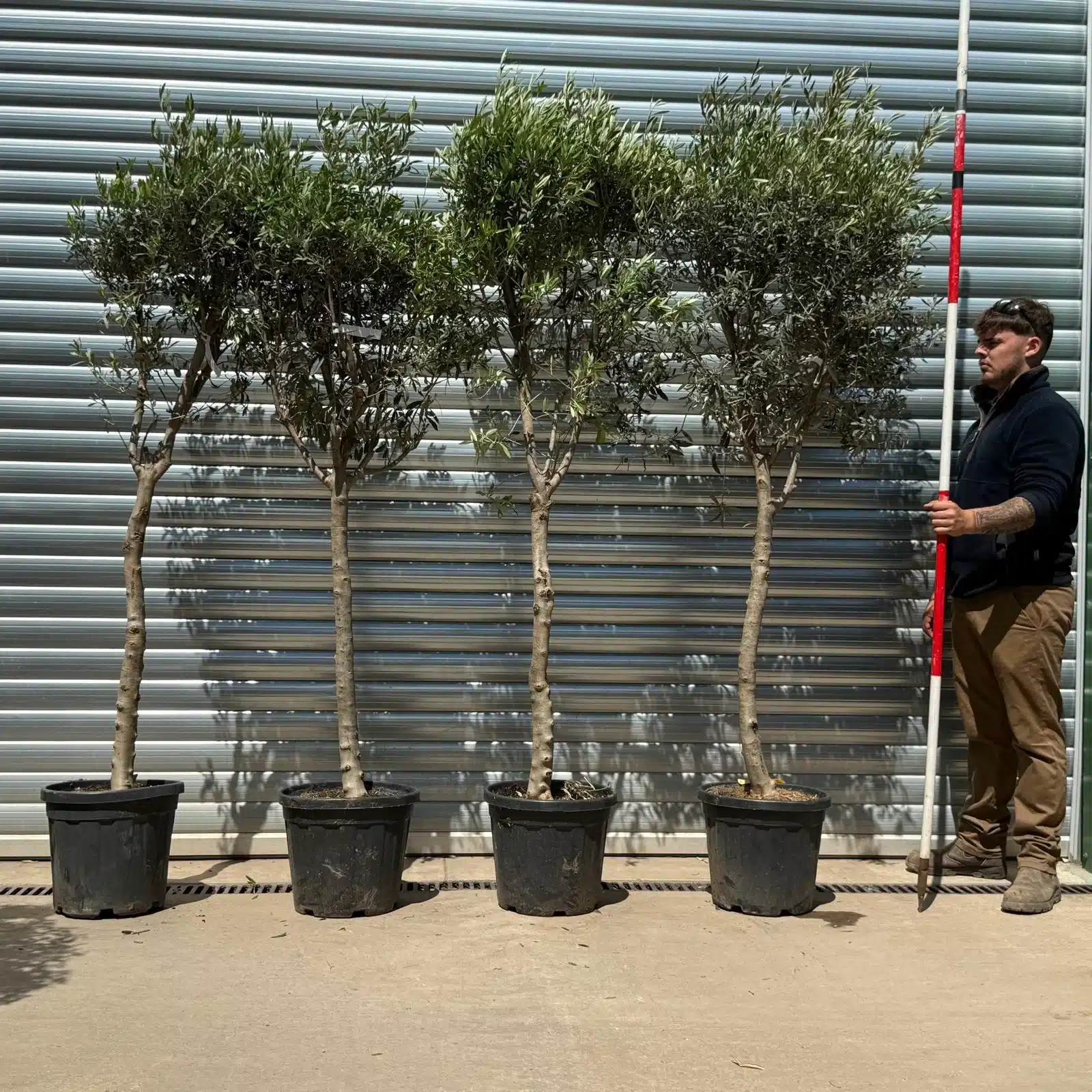 Olive Trees | Sicily Olive Trees Quad | 22739 40 41 42 1 Olive Trees | Sicily Olive Trees Quad | 22739 40 41 42