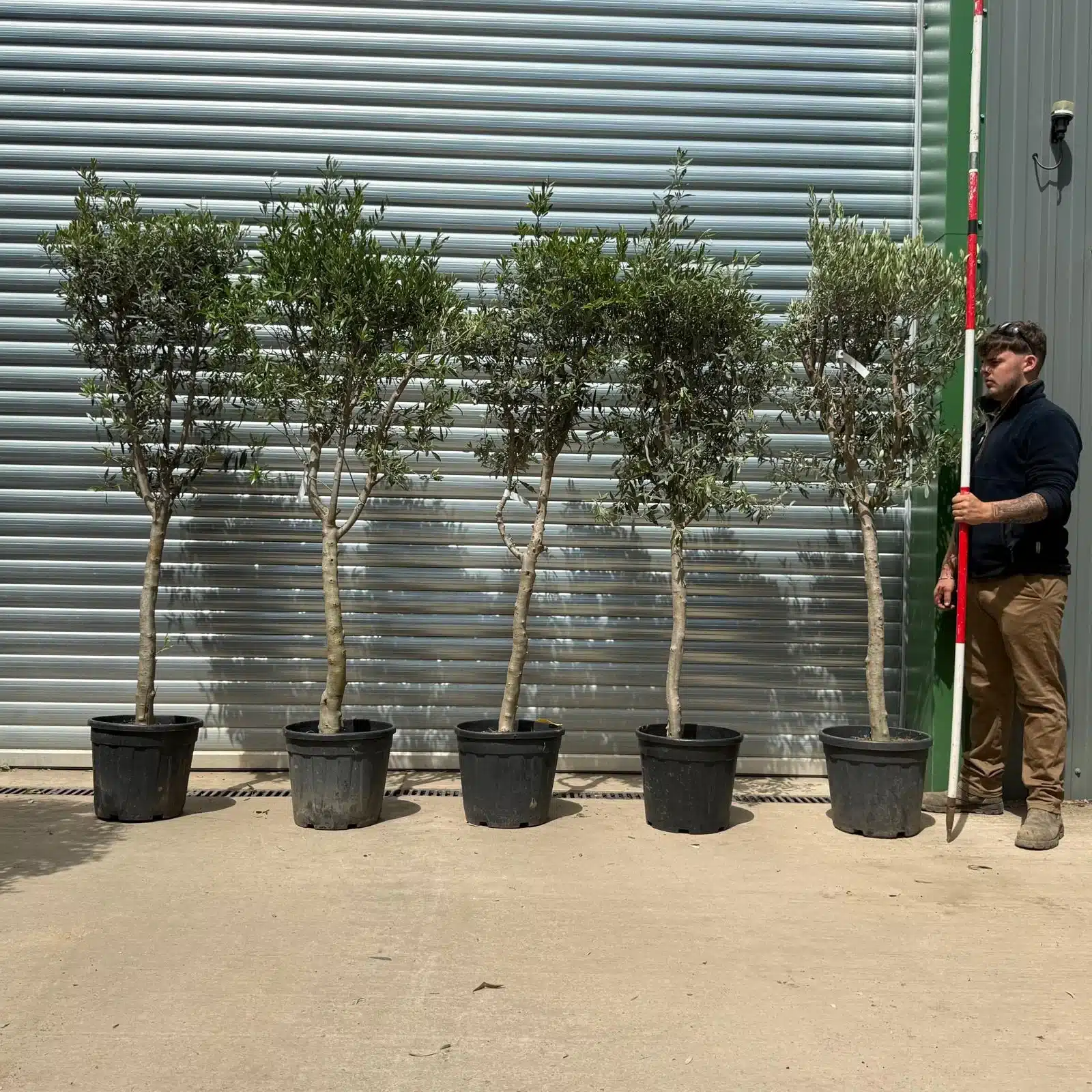 Olive Trees | Sicily Olive Trees x 5 | 22743 44 45 46 47 1 Olive Trees | Sicily Olive Trees x 5 | 22743 44 45 46 47