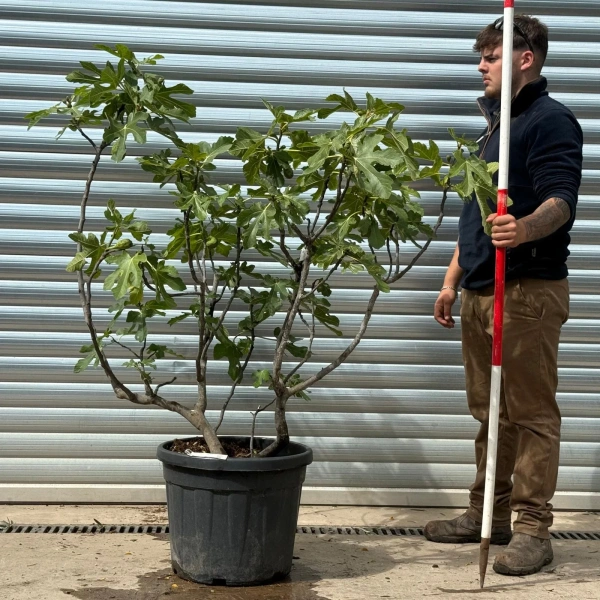 Homepage 6 Fig Tree | Mature Multi-Stem | 22748