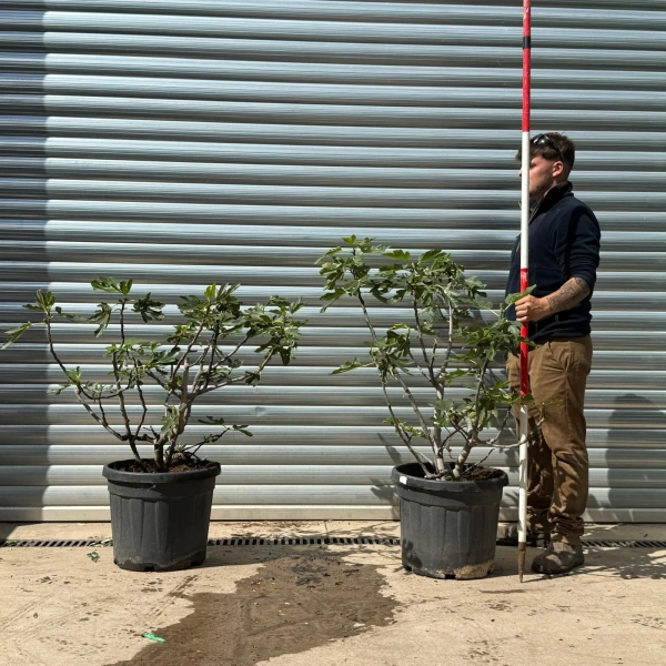 Homepage 2 Fig Trees | Mature DUO Multi-Stem | 22749 50