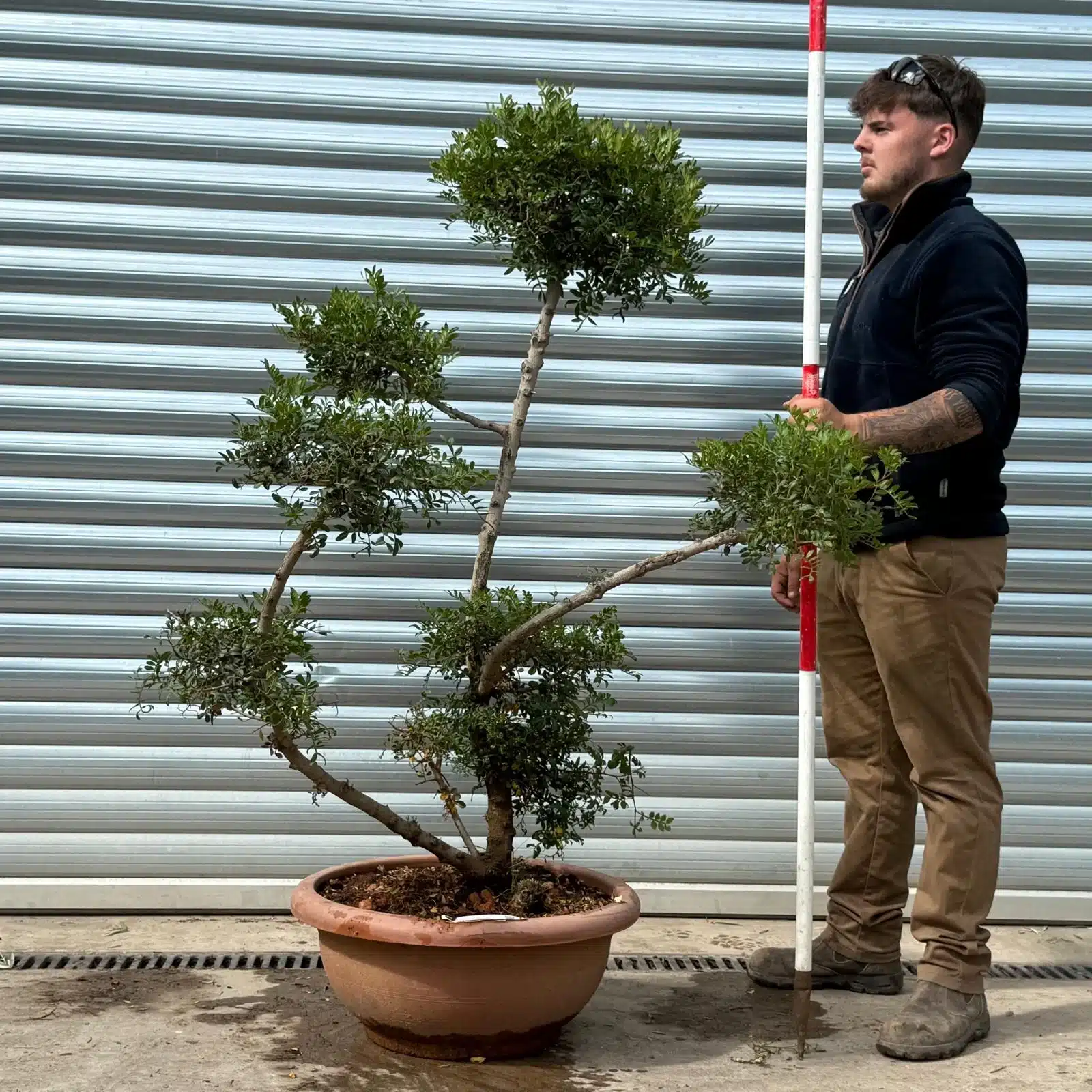 Pistachio Trees | Hardy Evergreen Pistachio | 22919 1 Pistachio Trees | Hardy Evergreen Pistachio | 22919