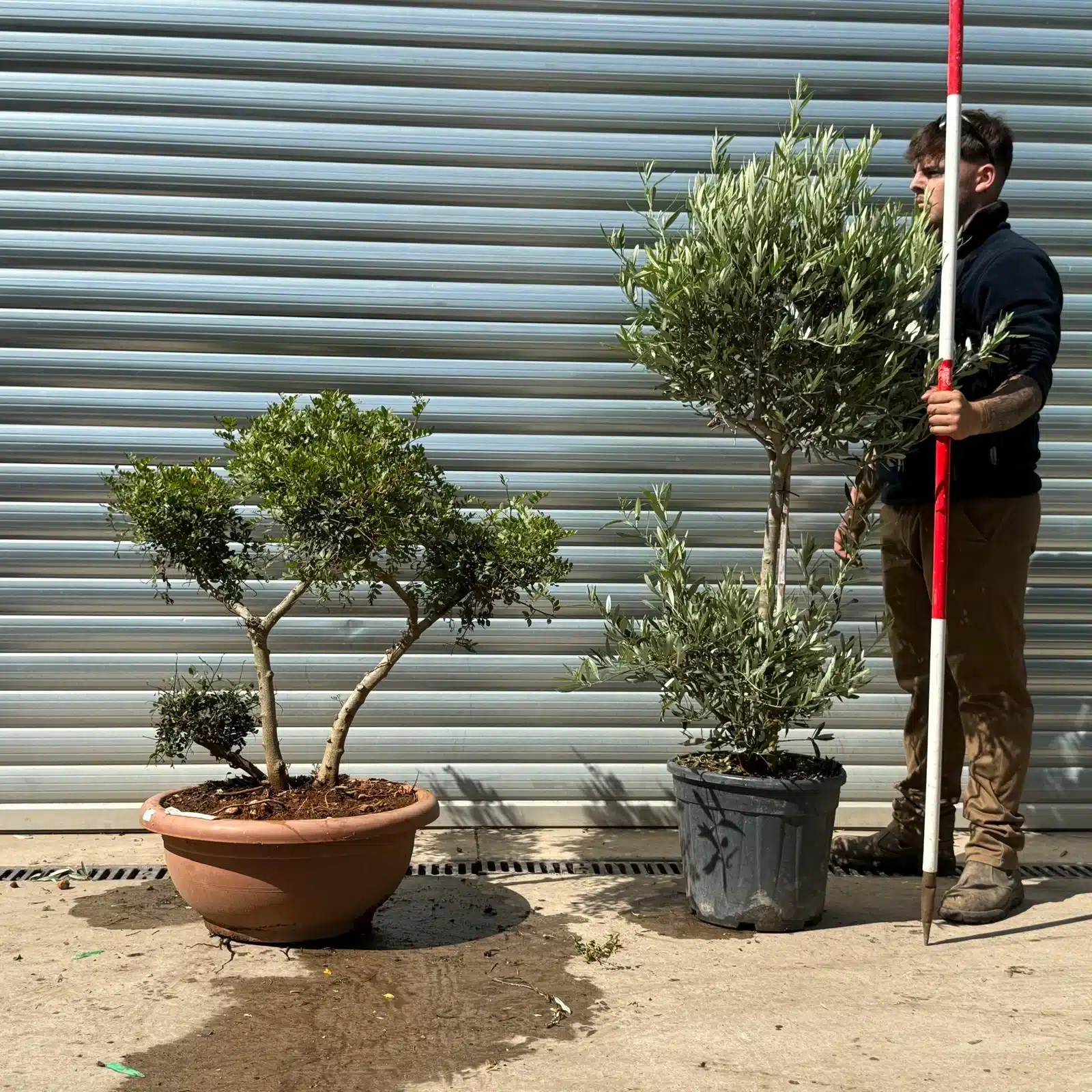 Olive Trees | Cloud Pistachio and Shaped Olive | 22920 21 1 Olive Trees | Cloud Pistachio and Shaped Olive | 22920 21