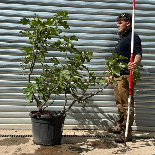Fig Tree | Mature Multi-Stem | 22922