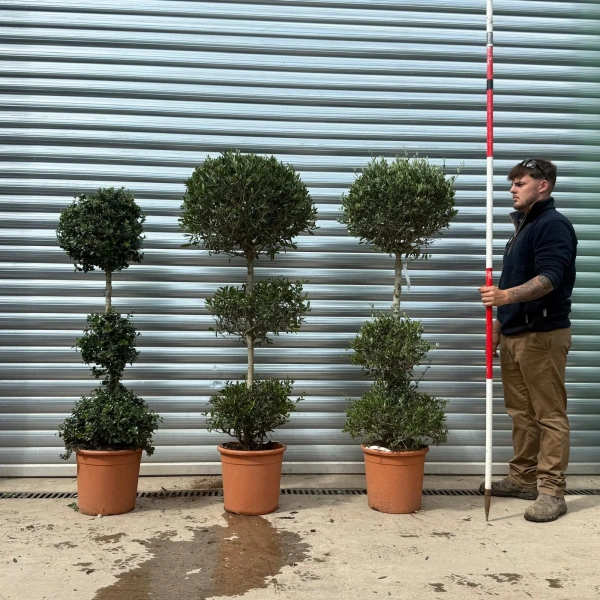 Homepage 7 Olive Trees | Topiary Olive Trees | TRIO 22923 24 25