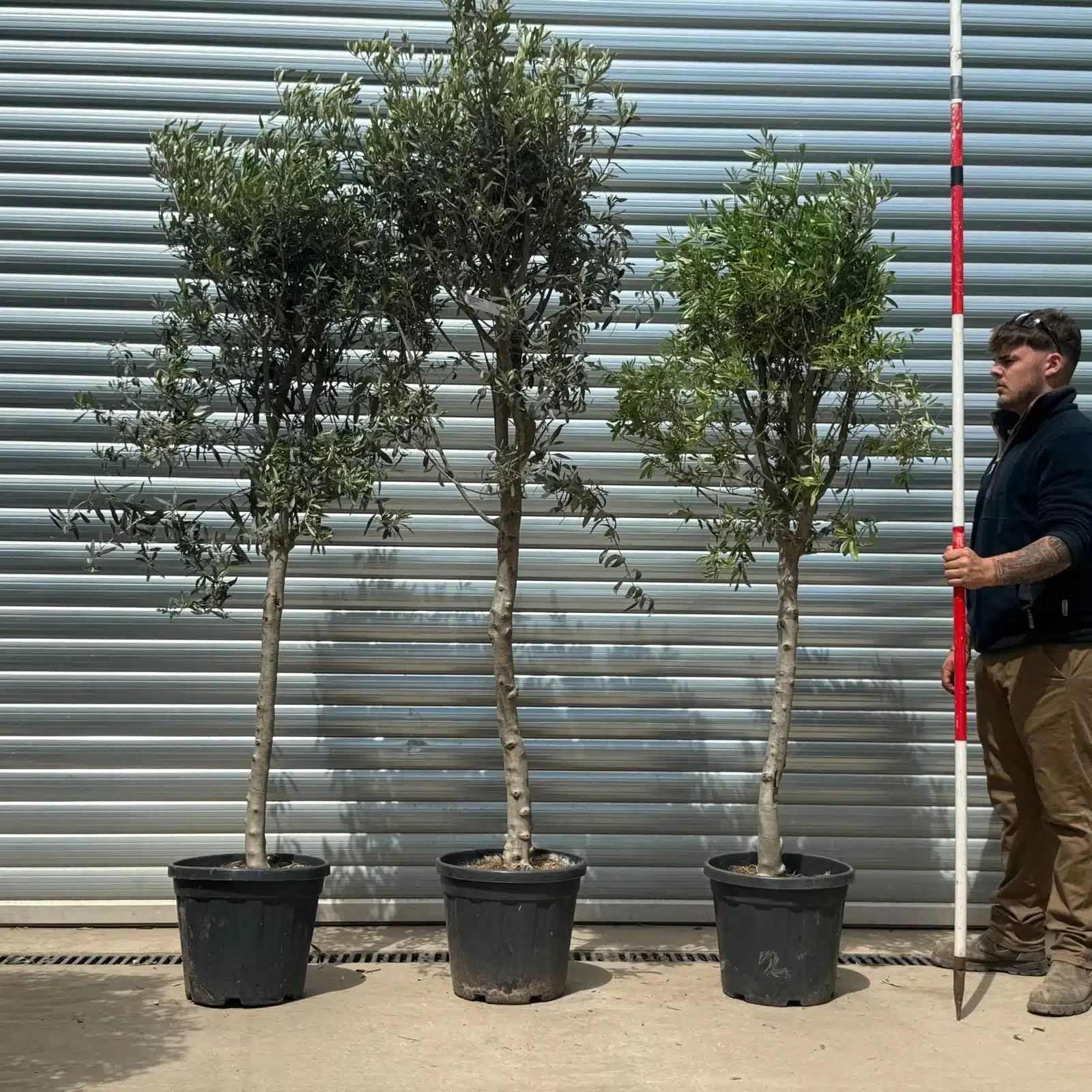 Olive Trees | Sicily Olive Trees TRIO | 22926 27 28 1 Olive Trees | Sicily Olive Trees TRIO | 22926 27 28