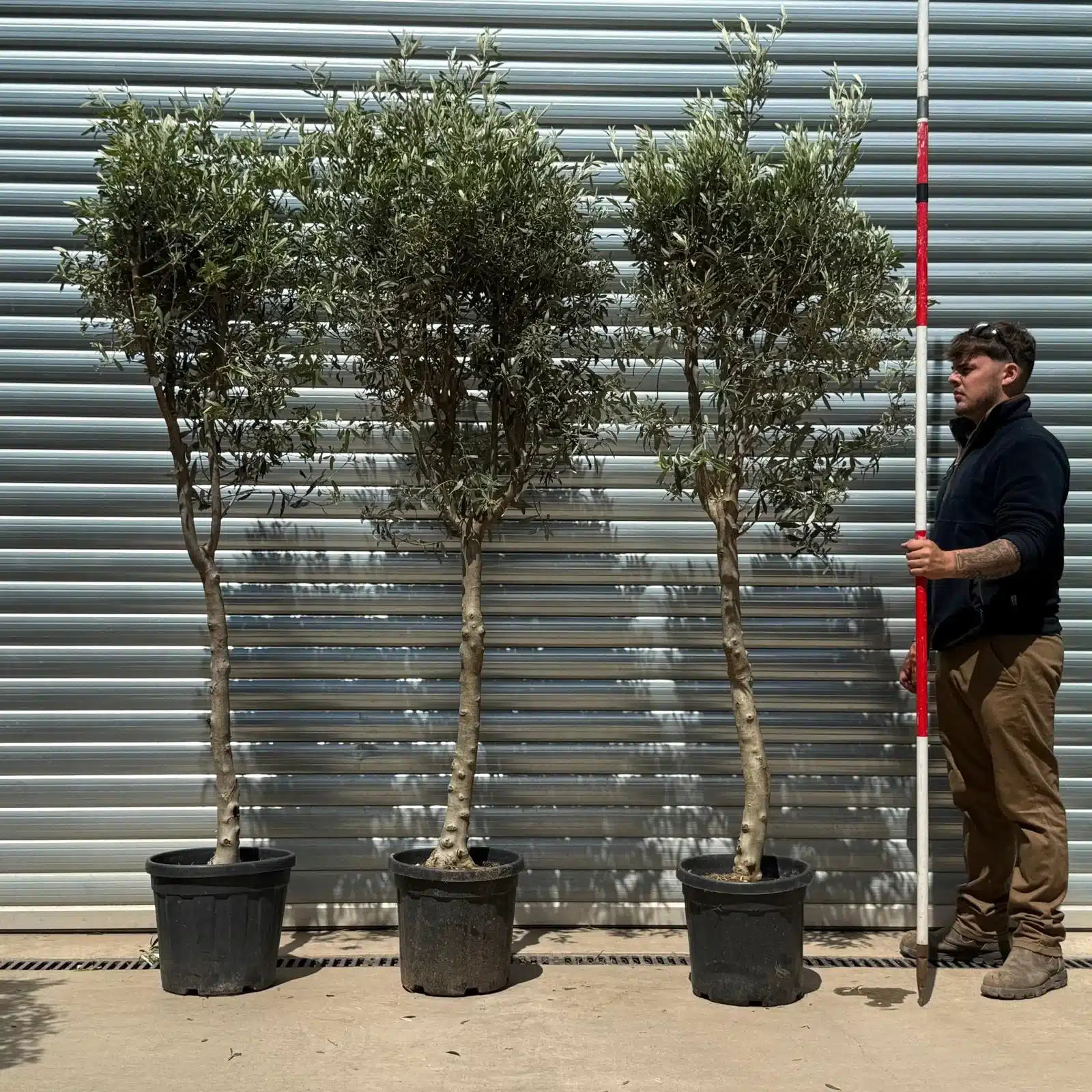 Olive Trees | Sicily Olive Trees TRIO | 22929 30 31 1 Olive Trees | Sicily Olive Trees TRIO | 22929 30 31
