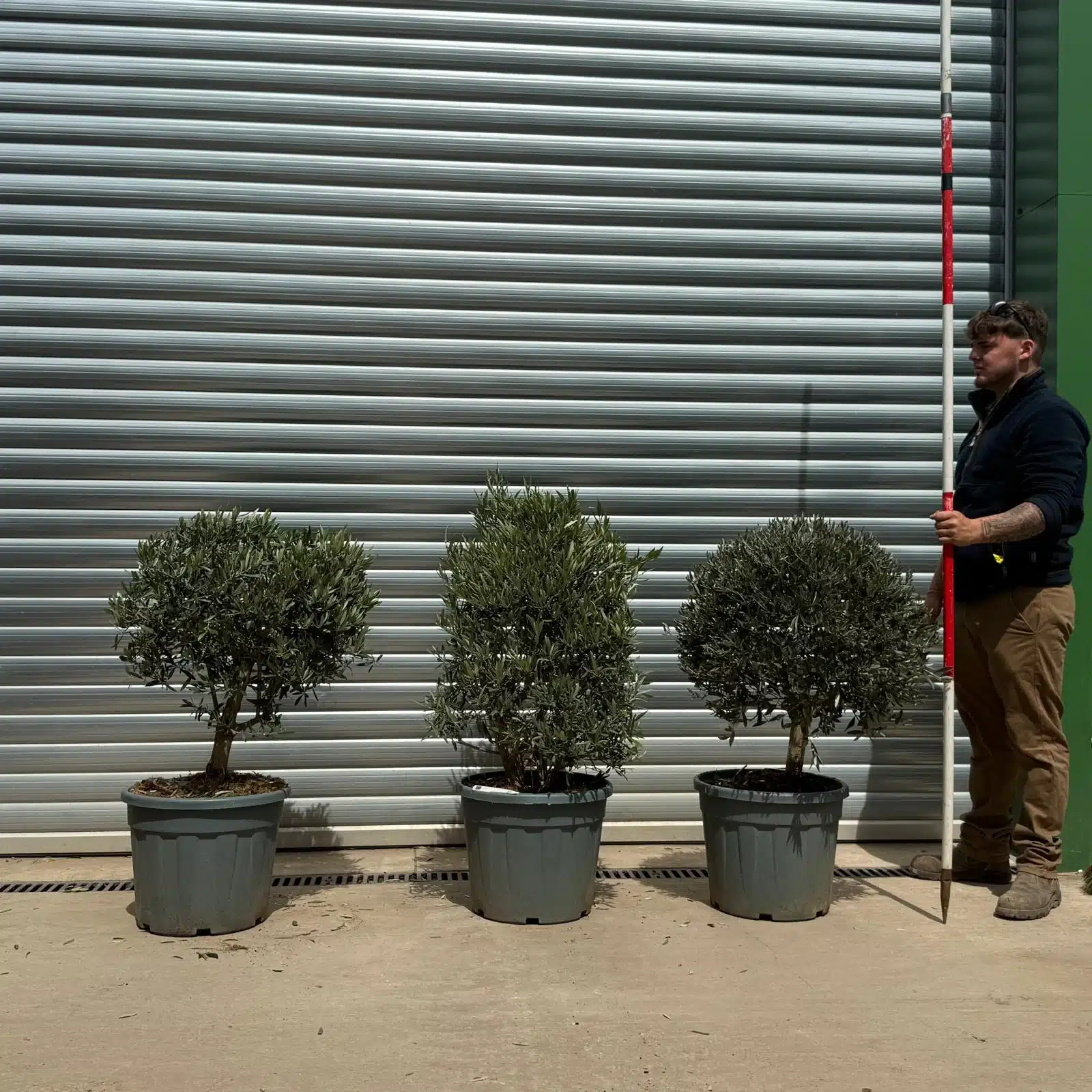 Olive Trees | Clipped Olive Trees TRIO | 22932 33 34 1 Olive Trees | Clipped Olive Trees TRIO | 22932 33 34