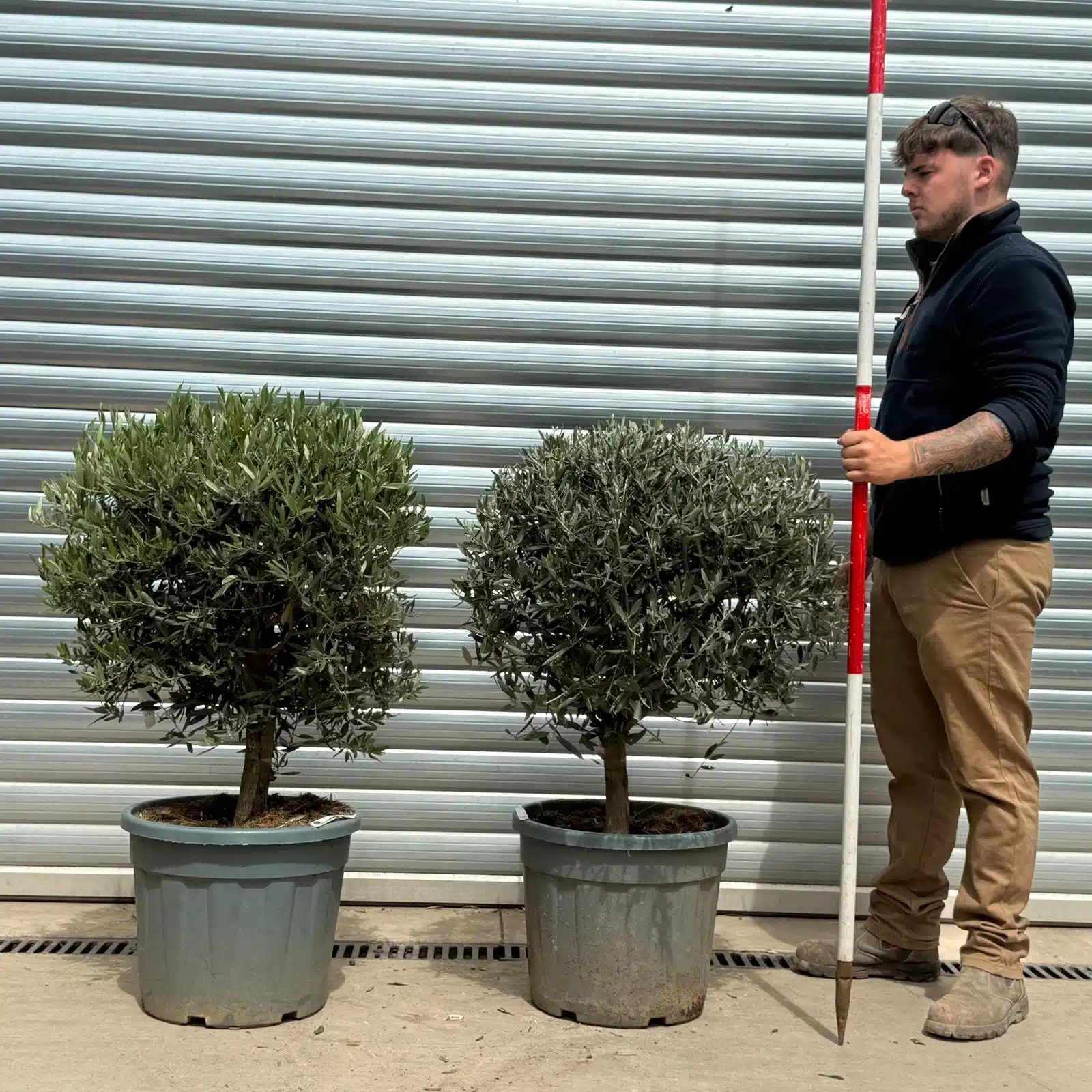 Olive Trees | Clipped Olive Trees DUO | 22935 36 1 Olive Trees | Clipped Olive Trees DUO | 22935 36