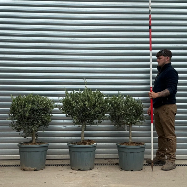 Olive Trees | Clipped Olive Trees TRIO | 22937 38 39
