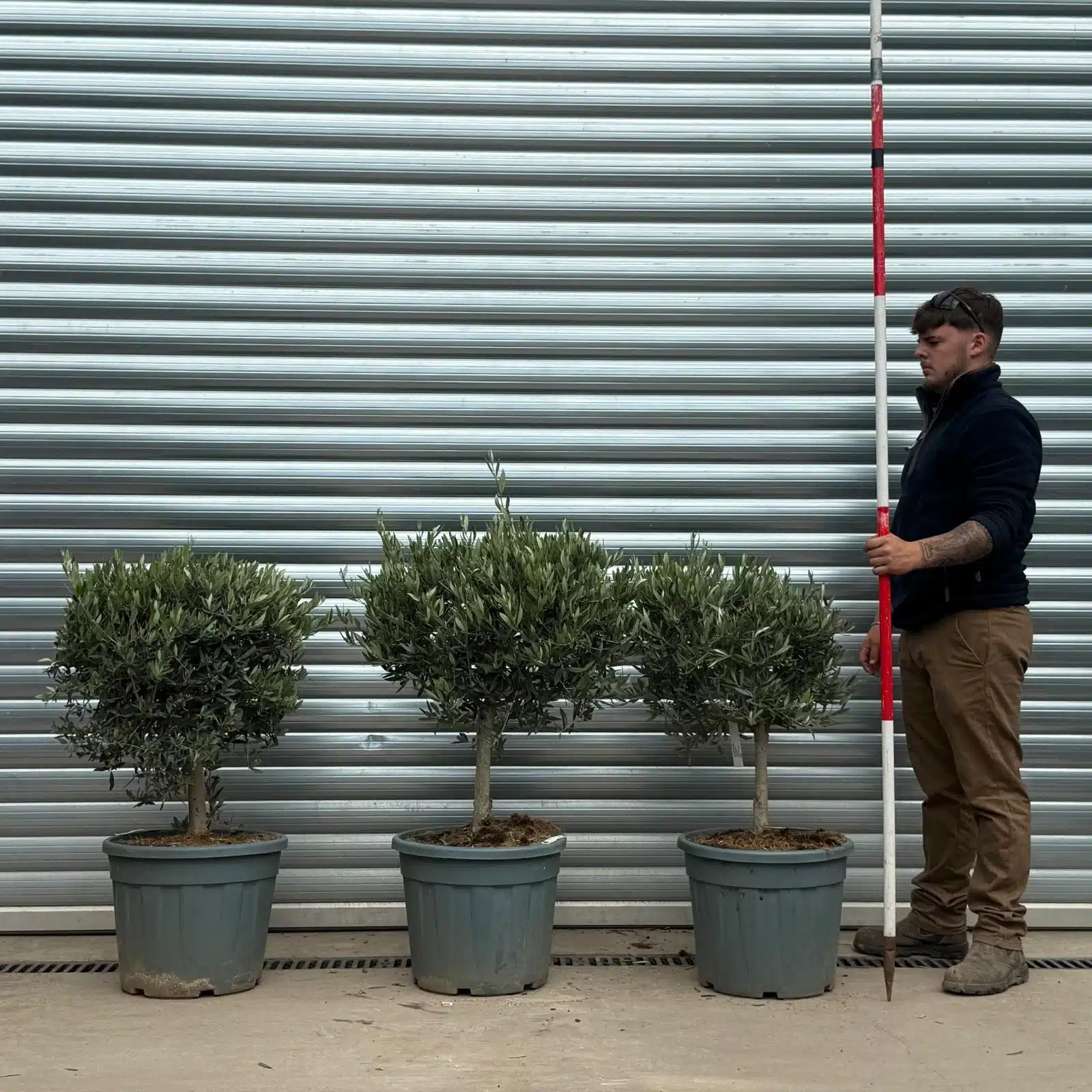 Olive Trees | Clipped Olive Trees TRIO | 22937 38 39 1 Olive Trees | Clipped Olive Trees TRIO | 22937 38 39