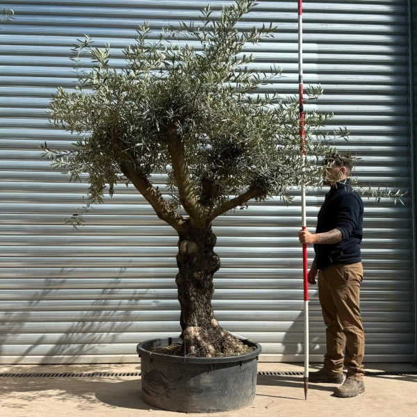 Olive Trees | Branched Olive Trees | 22957