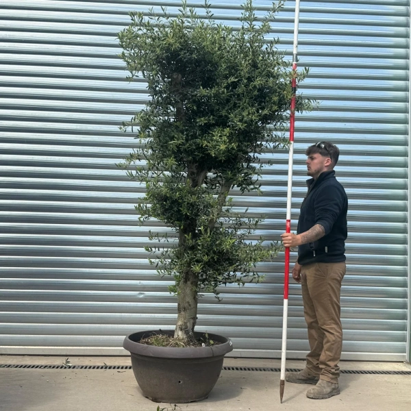 Olive Trees | Shaped Olive Trees | 22958