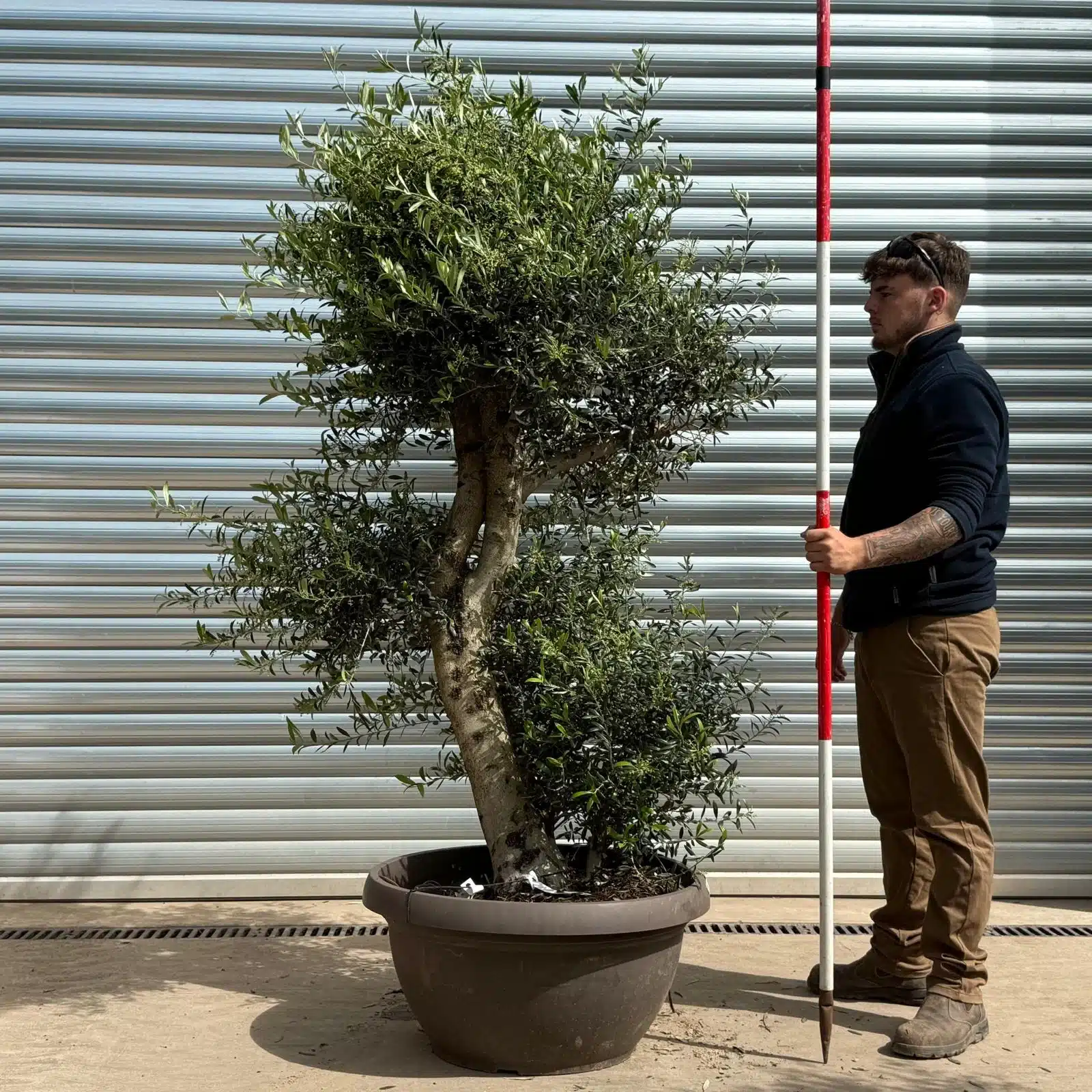 Olive Trees | Shaped Olive Trees | 22959 1 Olive Trees | Shaped Olive Trees | 22959