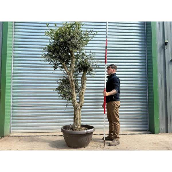 Olive Trees | Shaped Olive Trees | 22960