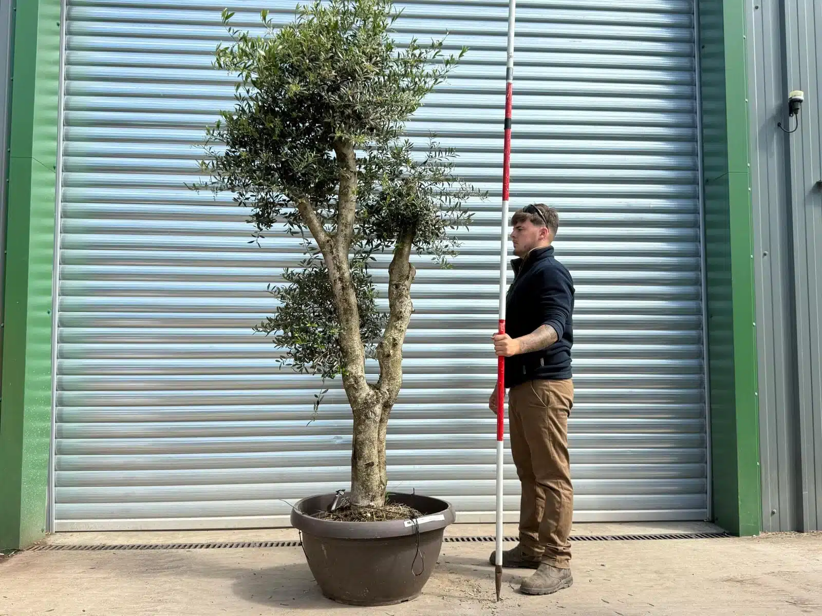 Olive Trees | Shaped Olive Trees | 22960 1 Olive Trees | Shaped Olive Trees | 22960