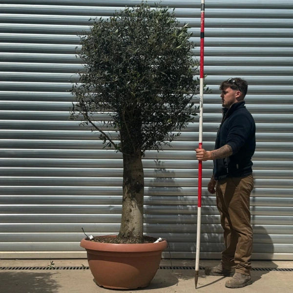 Olive Trees | Clipped Olive Trees | 22961