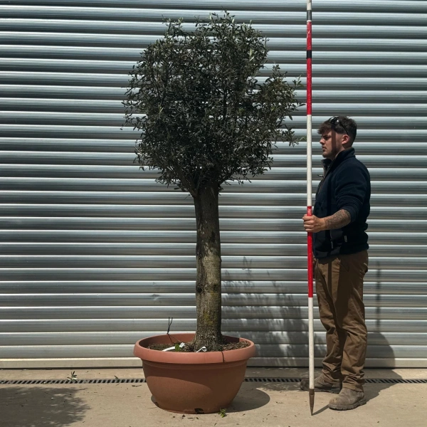 Olive Trees | Clipped Olive Trees | 22962