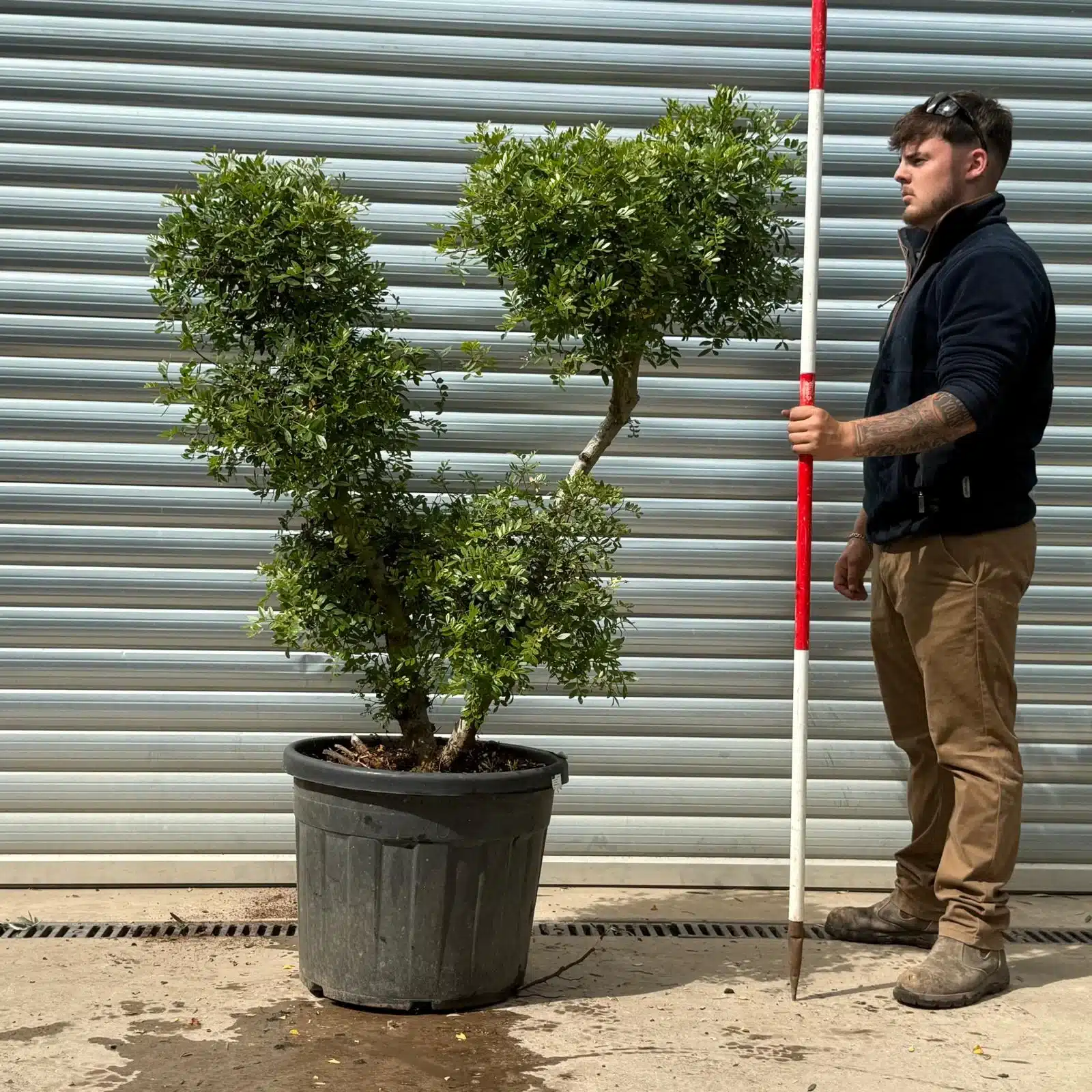 Pistachio Trees | Hardy Evergreen Pistachio | 22963 1 Pistachio Trees | Hardy Evergreen Pistachio | 22963