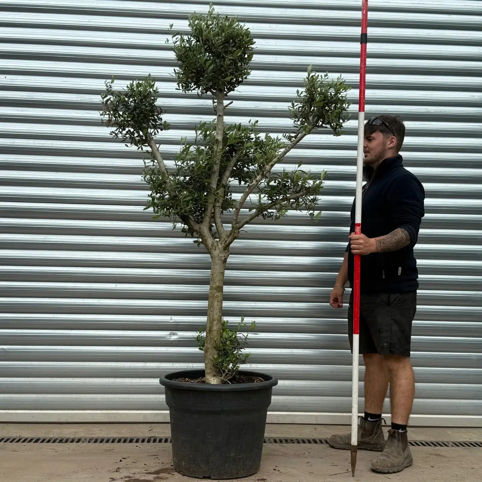 Olive Trees | Cloud Olive Trees | 22966 1 Olive Trees | Cloud Olive Trees | 22966