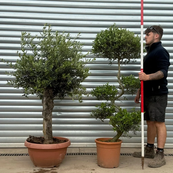 Homepage 6 Olive Trees | Patio Combo | 22967 68