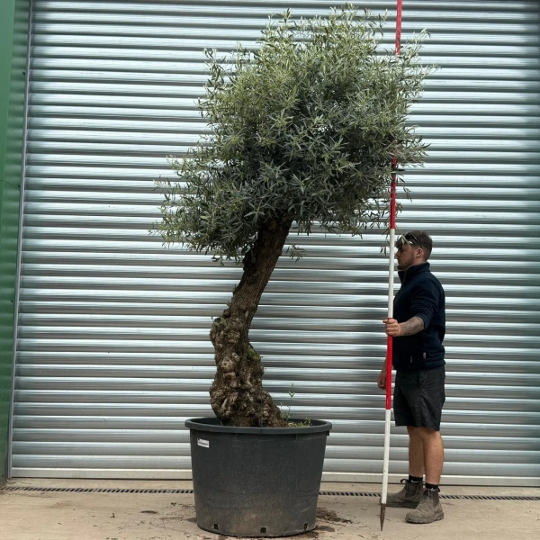 Homepage 7 Olive Trees | Gnarly Olive Trees | 22969