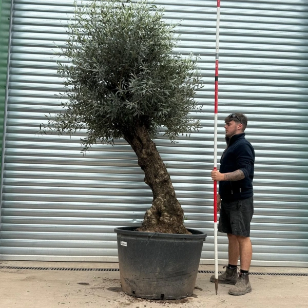 Homepage 8 Olive Trees | Gnarly Olive Trees | 22970