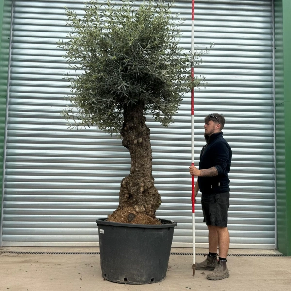 Olive Trees | Gnarly Olive Trees | 22974