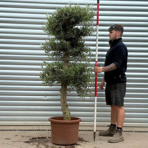 Olive Trees | Cloud Olive Trees | 22975