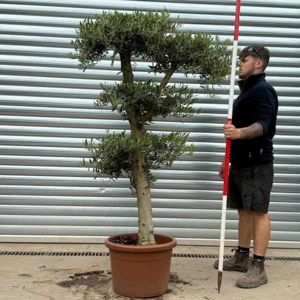 Olive Trees | Cloud Olive Trees | 22976