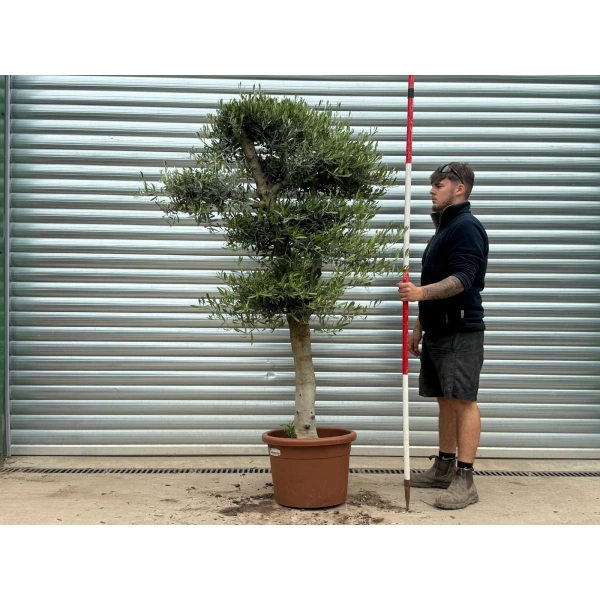 Olive Trees | Cloud Olive Trees | 22977