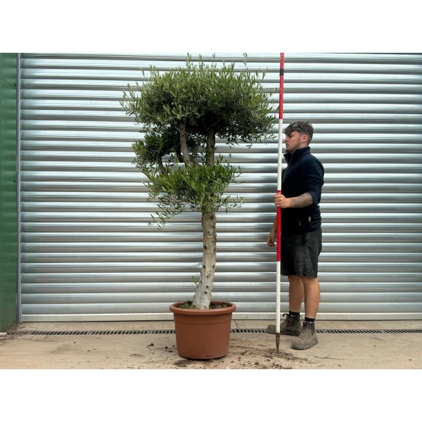 Olive Trees | Cloud Olive Trees | 22978