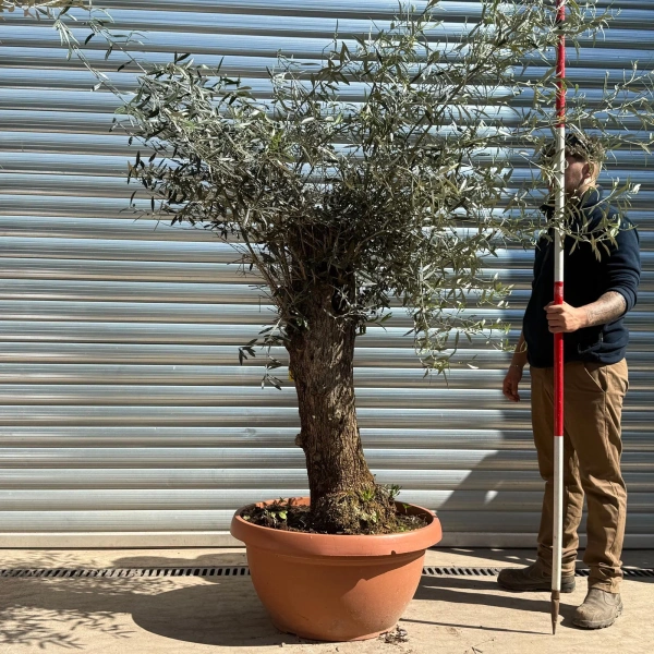 Olive Trees | Gnarly Olive Trees | 22979