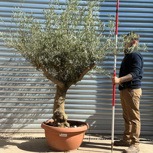 Olive Trees | Branched Olive Trees | 22980