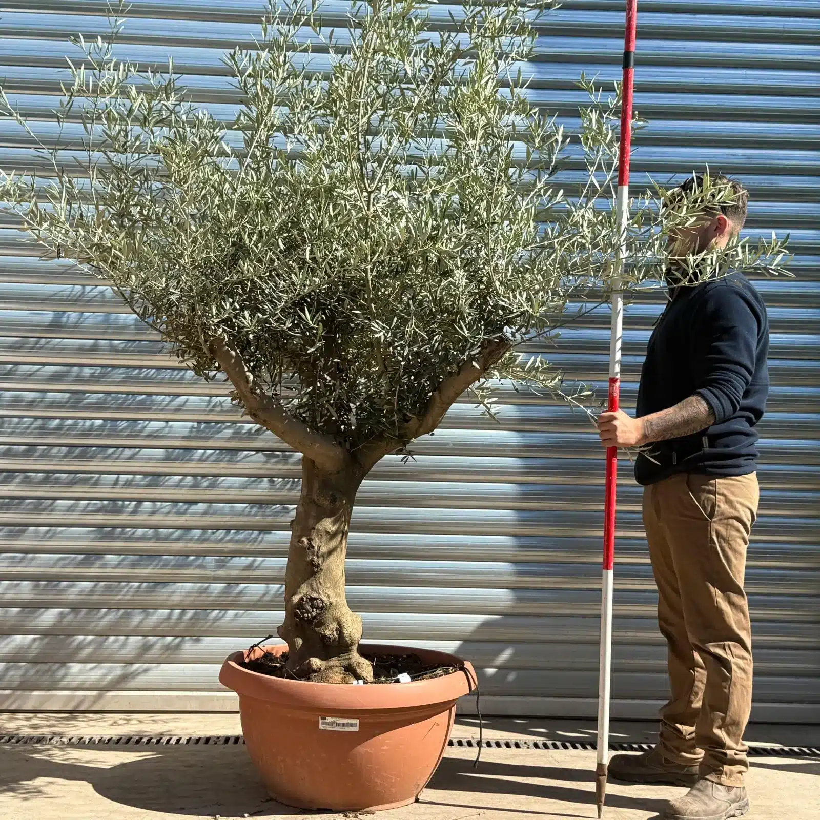 Olive Trees | Branched Olive Trees | 22980 1 Olive Trees | Branched Olive Trees | 22980