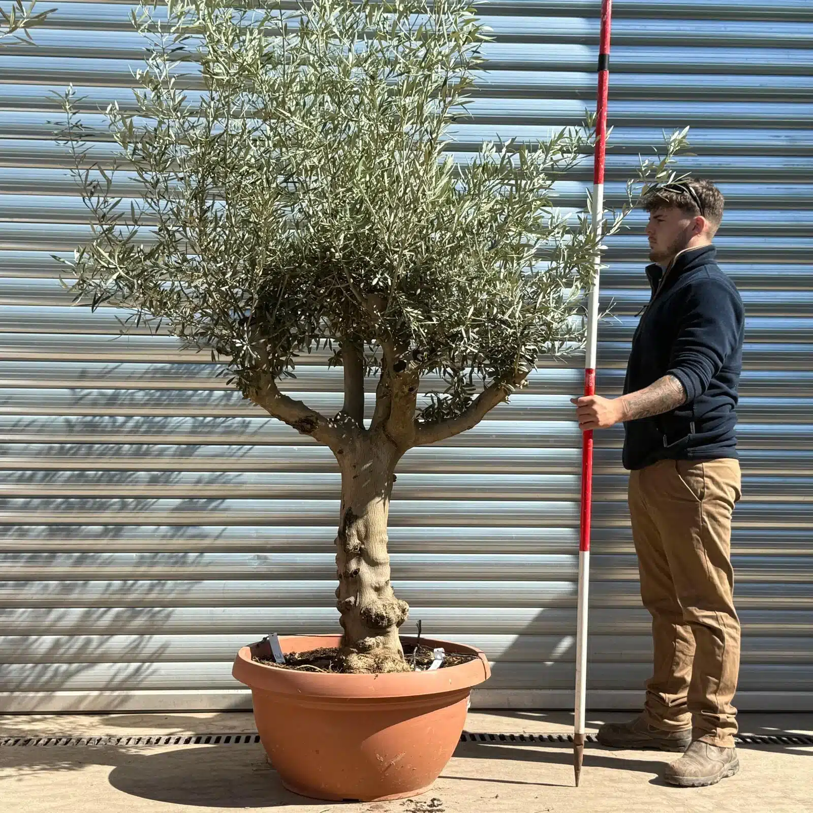 Olive Trees | Branched Olive Trees | 22981 1 Olive Trees | Branched Olive Trees | 22981