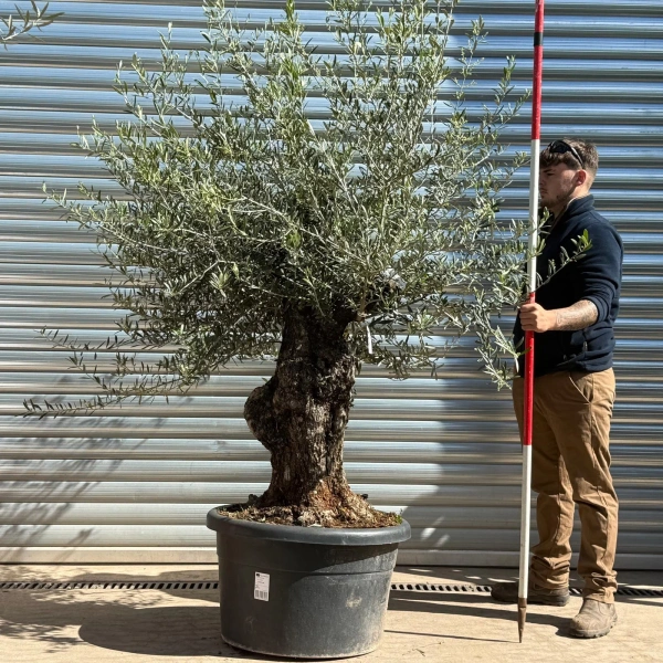 Olive Trees | Gnarly Olive Trees | 22982