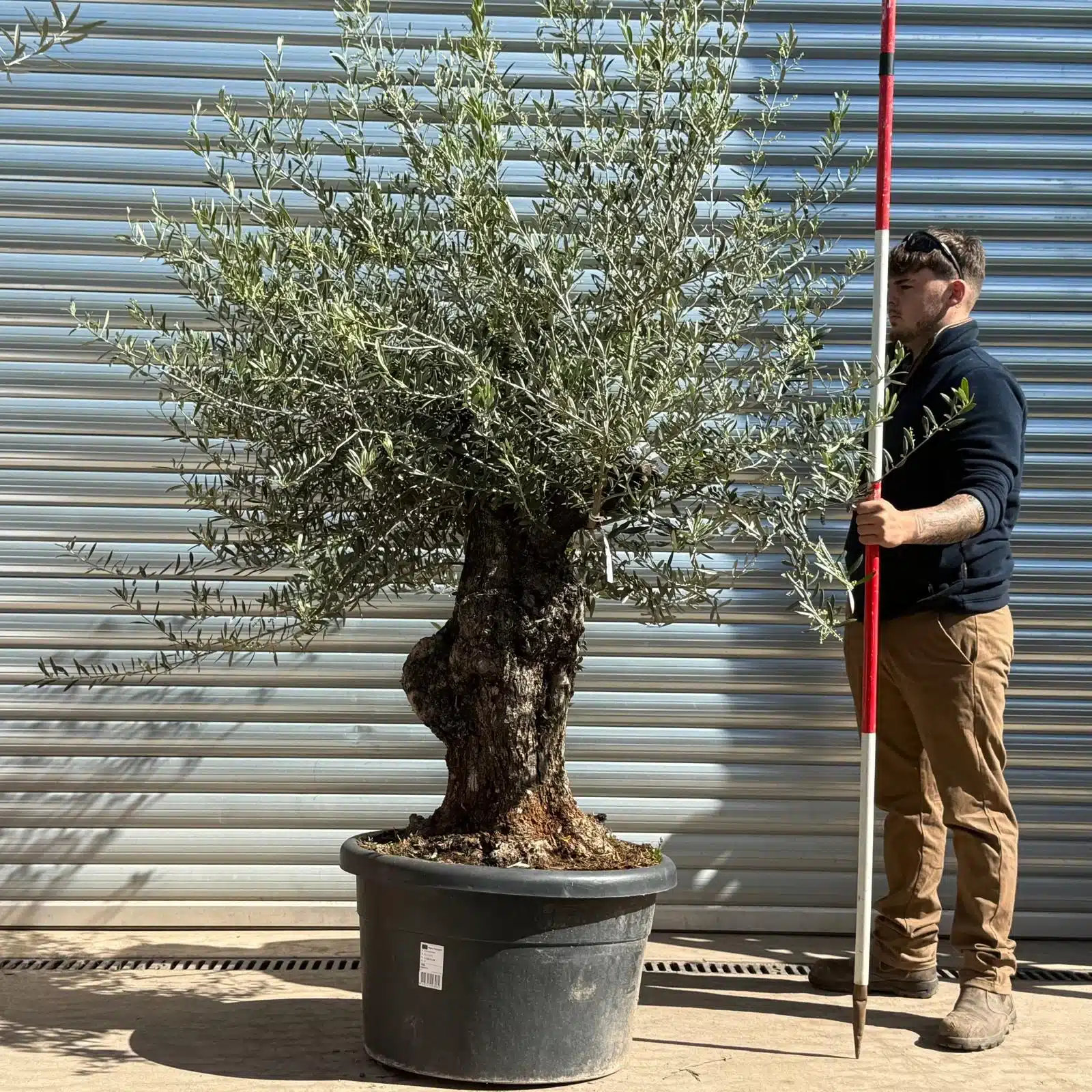 Olive Trees | Gnarly Olive Trees | 22982 1 Olive Trees | Gnarly Olive Trees | 22982