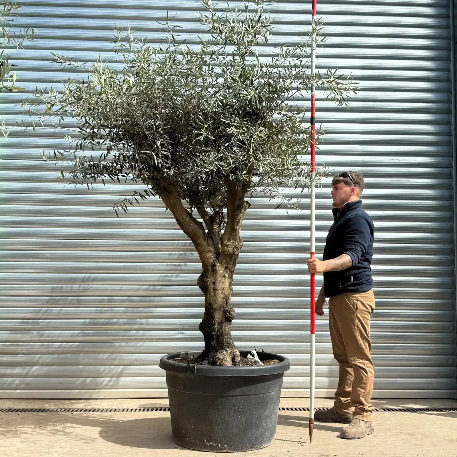Olive Trees | Branched Olive Trees | 22983 1 Olive Trees | Branched Olive Trees | 22983