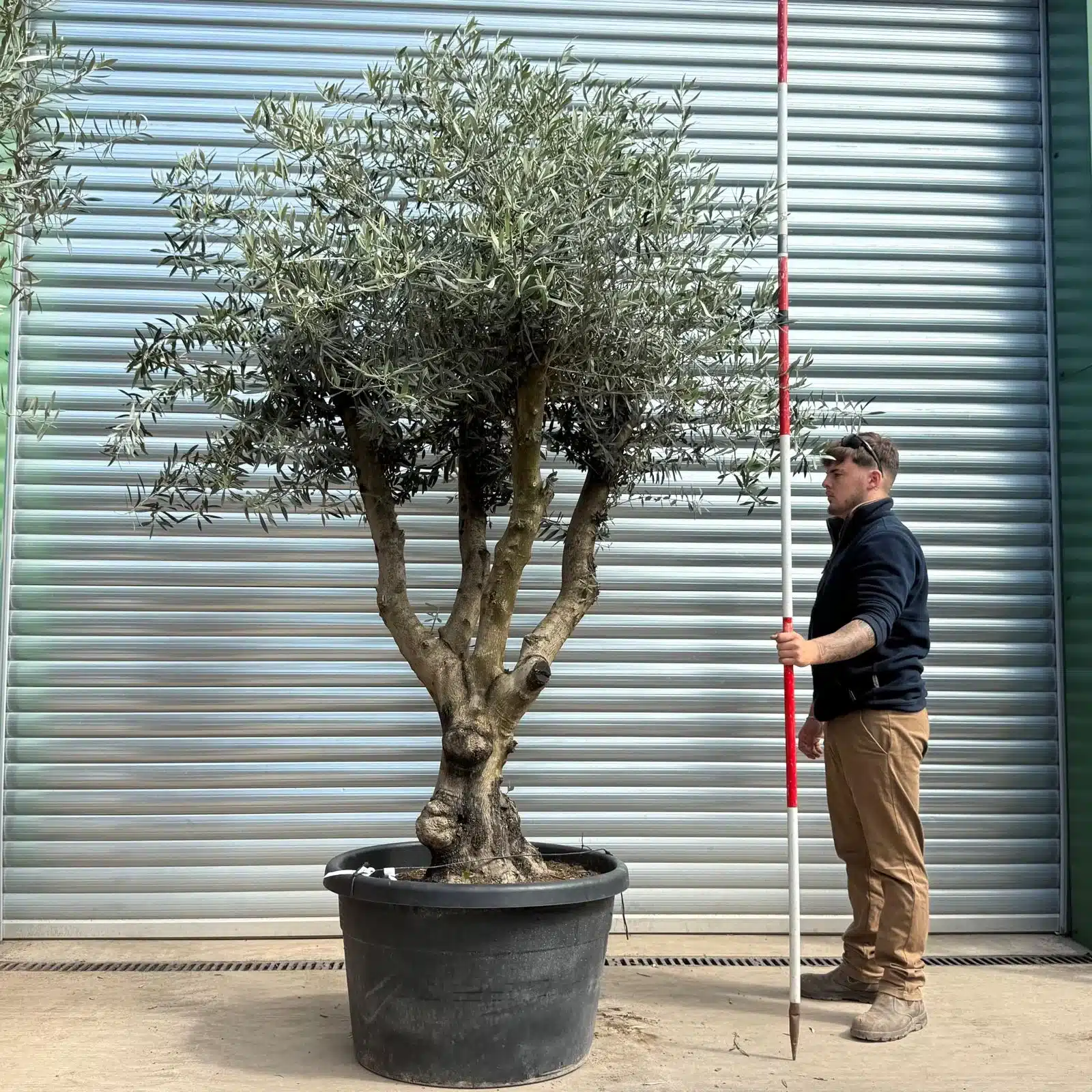 Olive Trees | Branched Olive Trees | 22984 1 Olive Trees | Branched Olive Trees | 22984