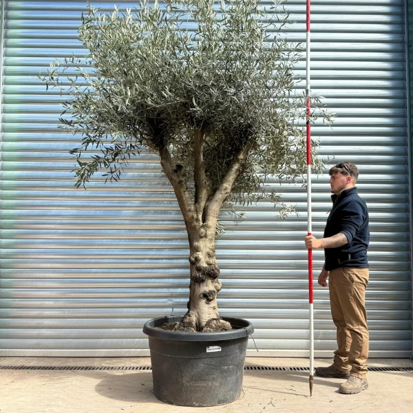Olive Trees | Gnarly Olive Trees | 22985